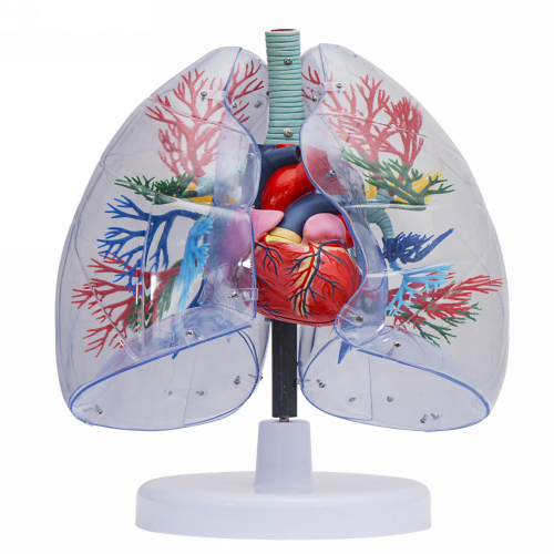 透明肺、氣管、支氣管連心臟模型